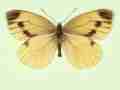 Pieris napi female (aberrant form citronea + confluens) (Internet Image property of respective owner, non-commercial use only)